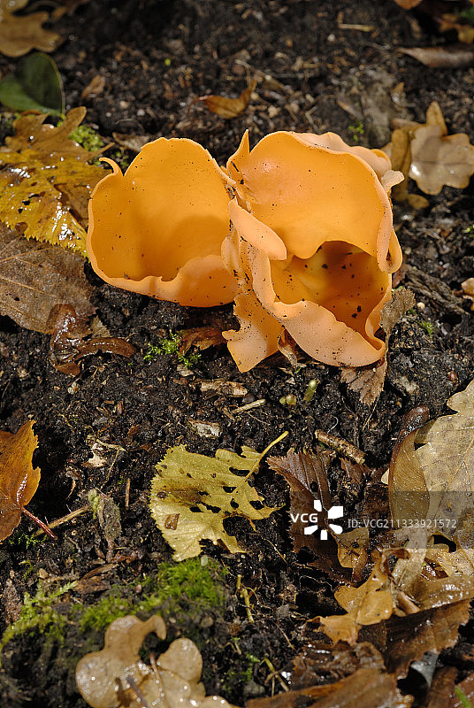 潮湿灌木丛中的野兔耳朵图片素材