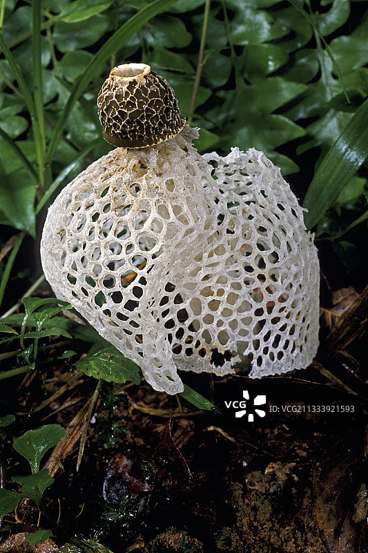 马达加斯加的热带鬼笔菌图片素材