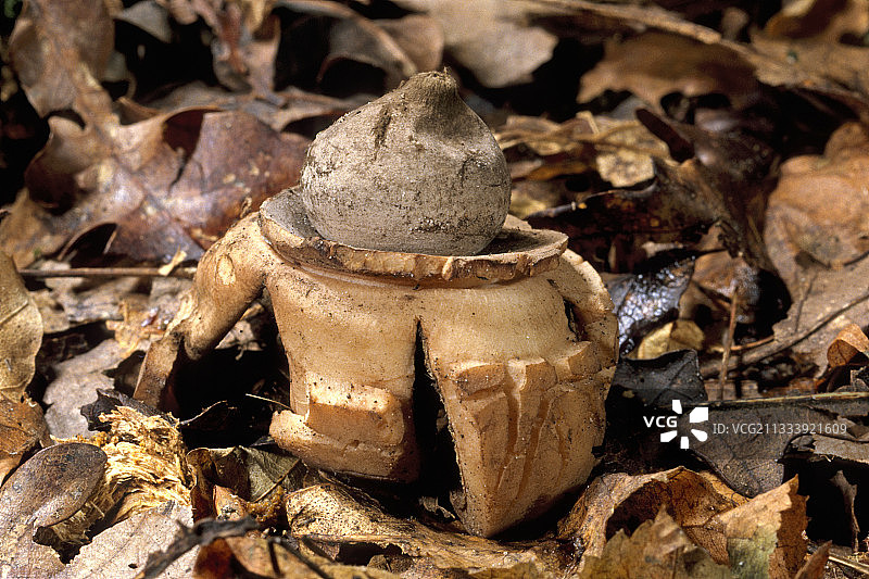 成熟后开裂的领星菌图片素材