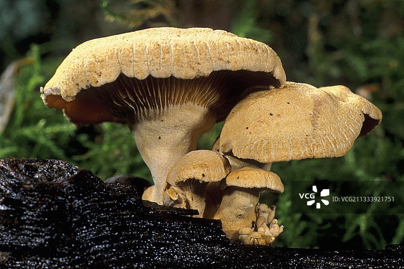 埃松省法国枯木上的苦味小牡蛎丛图片素材