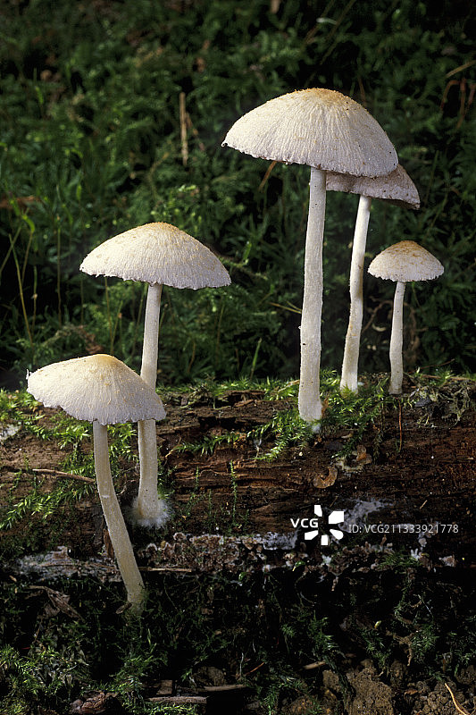 分解木材上的褶皱脆盖图片素材