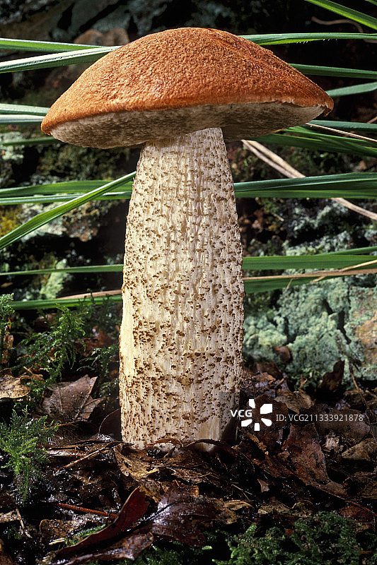 法兰西埃松省灌木丛中的橙色帽牛肝菌图片素材