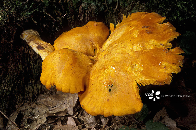 树桩上的万圣节南瓜灯，法国埃松省图片素材