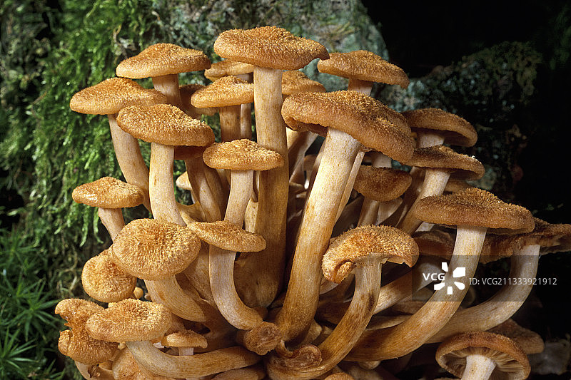 法国埃松省树桩上的无环蜜环菌簇图片素材