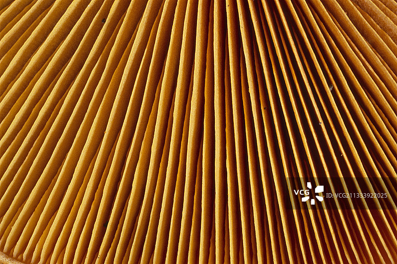 埃松法国网状菌褶图片素材