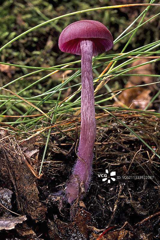 腐殖质上的紫色蘑菇，法国埃松省图片素材