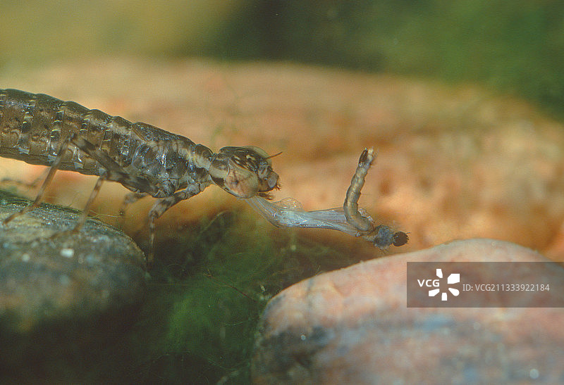 蜻蜓幼虫展示颚部捕捉幼虫图片素材