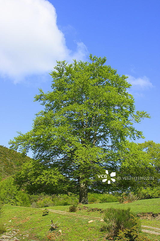 西班牙春季普通榉树图片素材