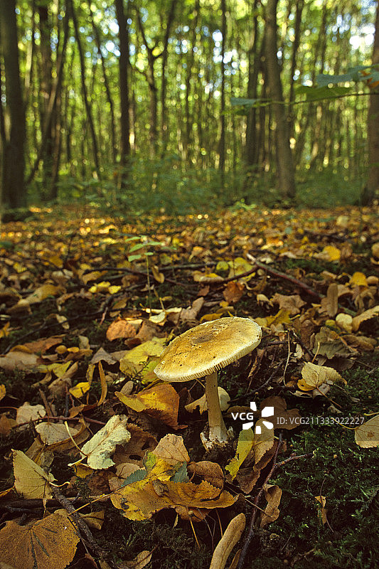 法国埃松省草丛中的死帽图片素材