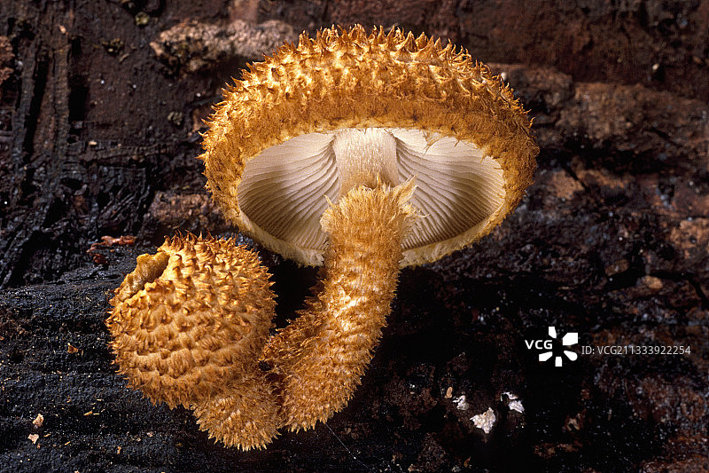 法国埃松省枯木上的鳞伞图片素材