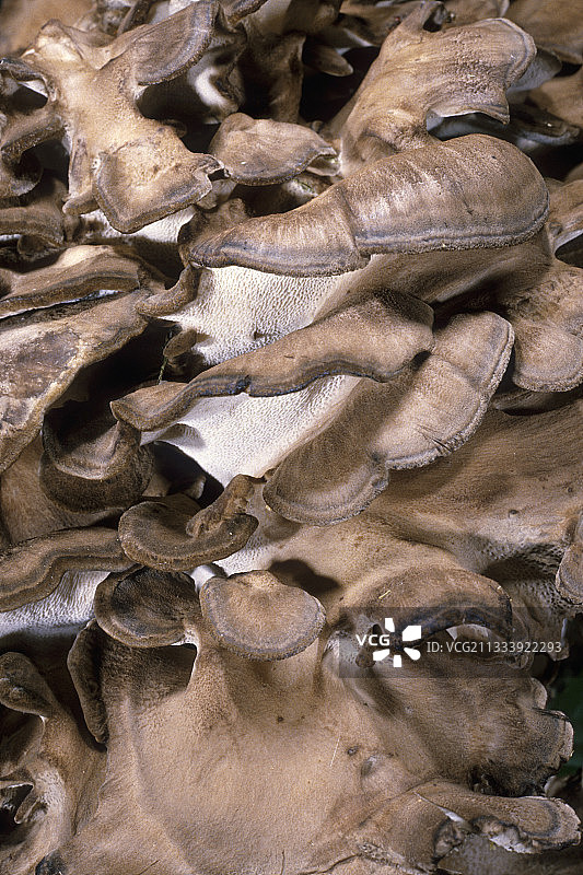 埃松省森林里的母鸡图片素材