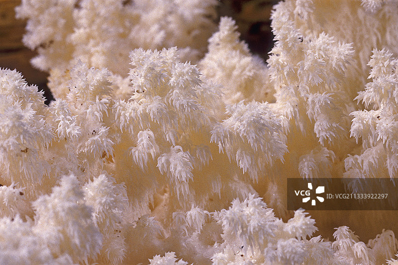 珊瑚齿菌的子实层，法国埃松省图片素材