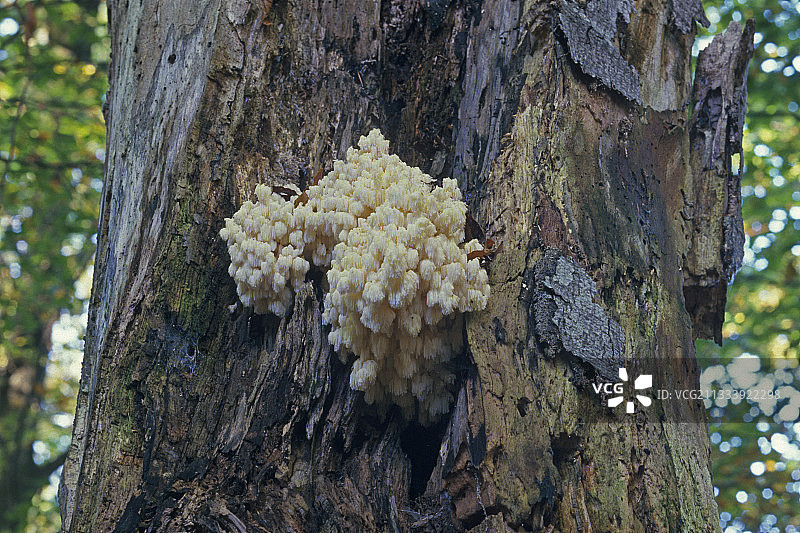 法国埃松省死树干上的珊瑚齿图片素材