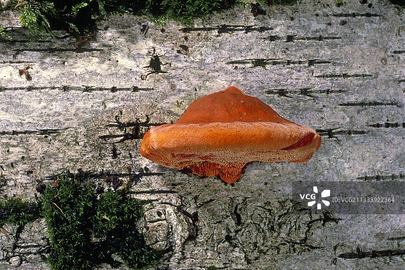 埃松省枯树干上的猩红色多孔菌图片素材