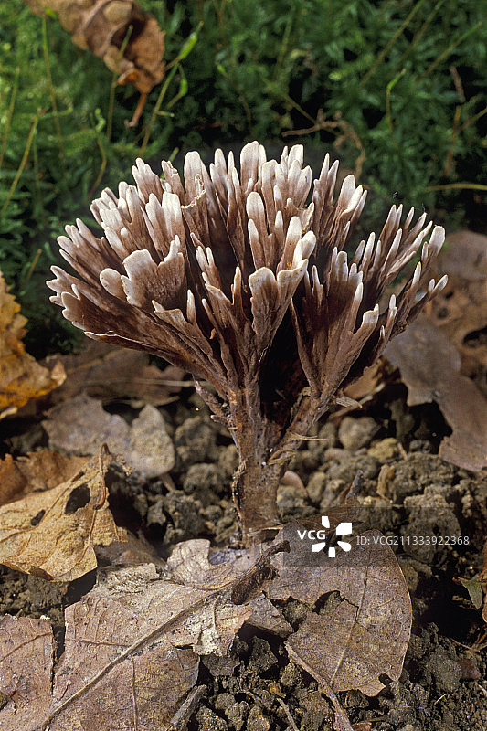 法兰西岛埃松省灌木丛中的地菇图片素材