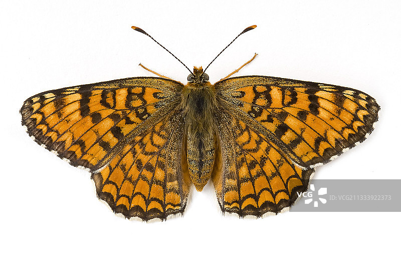 普罗旺斯白色背景上的银斑豹蛱蝶图片素材