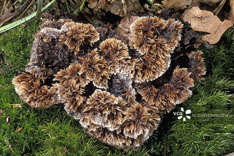 法国埃松省的苔藓土星菌图片素材