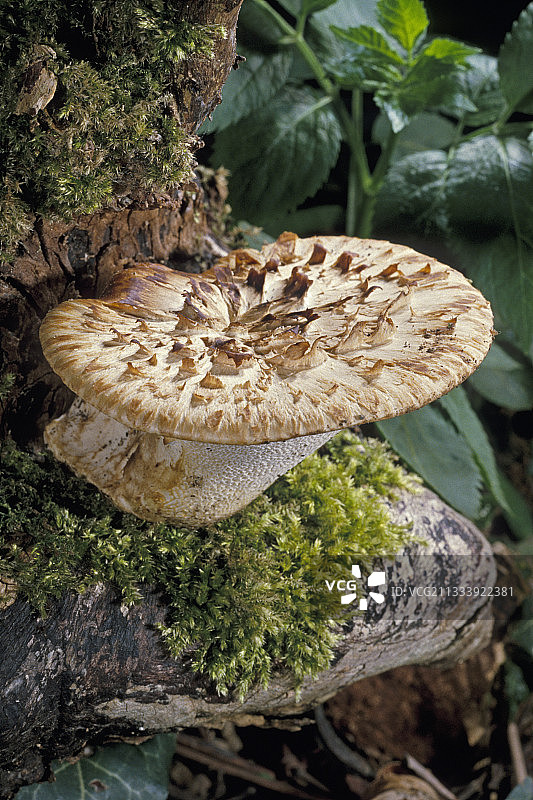 埃松省法国树干上的树精图片素材