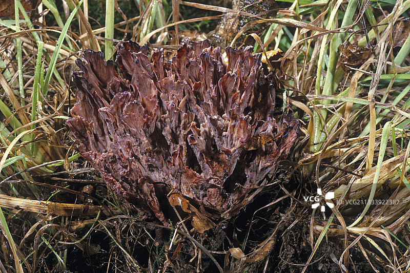 埃松省草地上的环状花结，法国图片素材