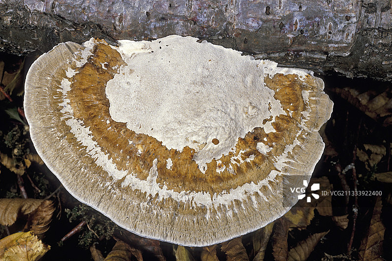 法国埃松省枯木上的块状菌图片素材