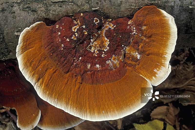 法国埃松省枯木上的桦树迷宫菌图片素材