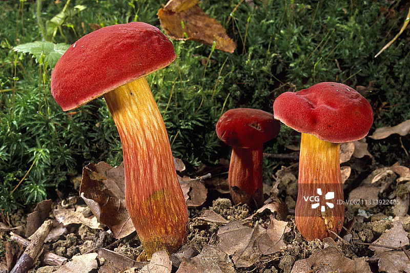 法国埃松省的红宝石牛肝菌图片素材