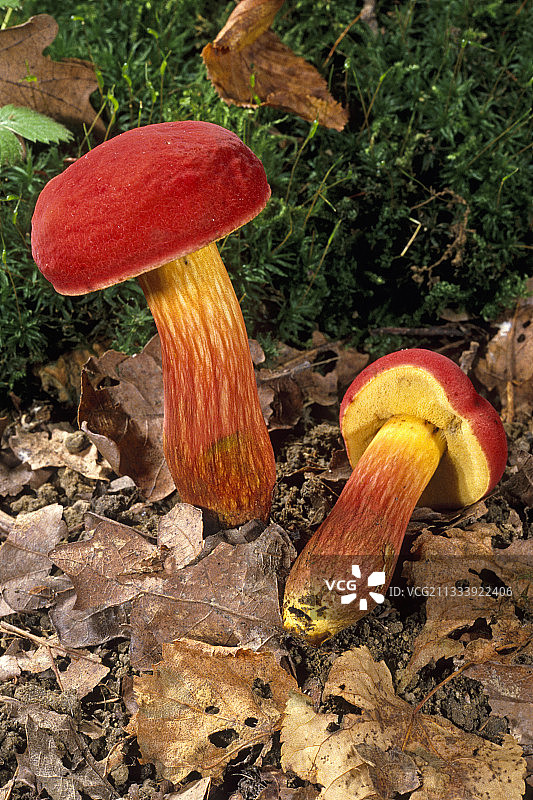 法国埃松省的红宝石牛肝菌图片素材