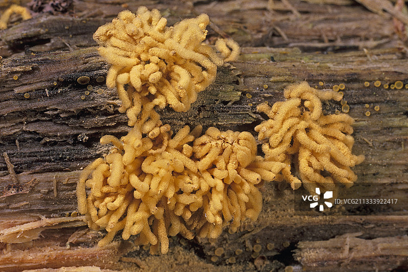 埃松省枯木上的黏菌图片素材