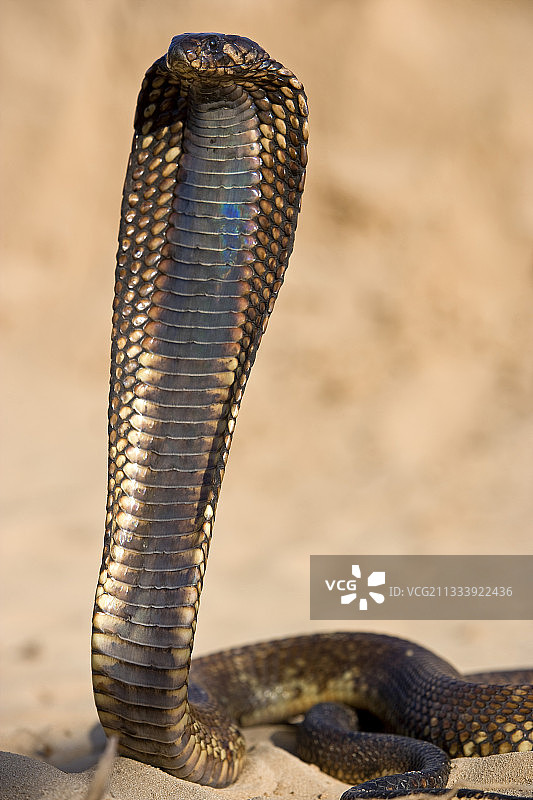 埃及眼镜蛇的威胁姿势，突尼斯图片素材