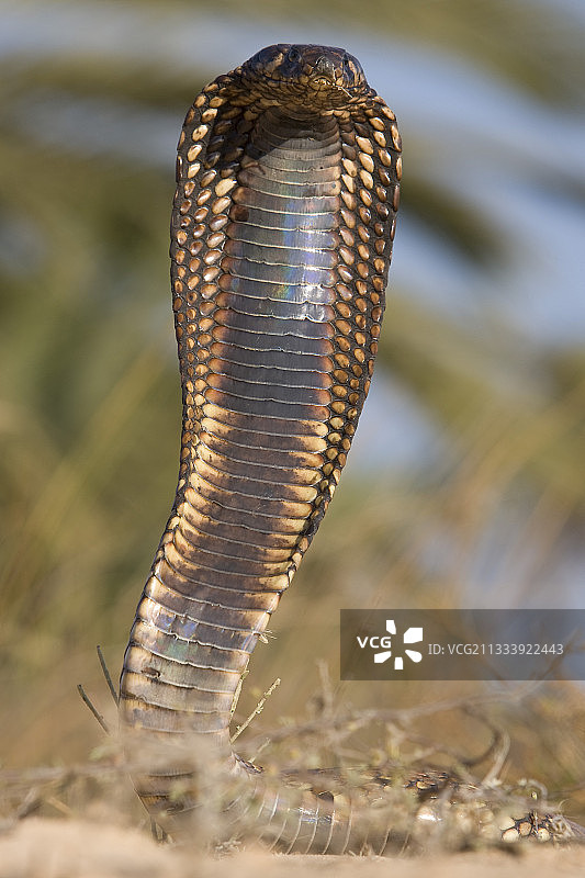 埃及眼镜蛇的威胁姿势，突尼斯图片素材