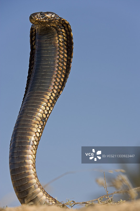 埃及眼镜蛇的威胁姿势，突尼斯图片素材