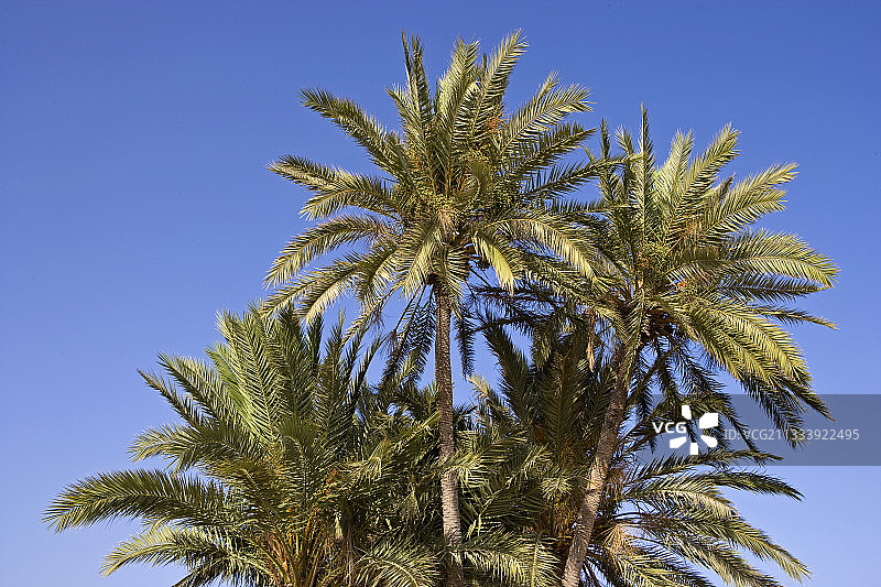 杰尔巴岛突尼斯的棕榈树花束图片素材