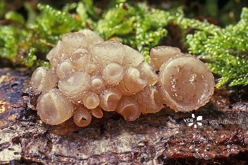 法国埃松省树皮上的山毛榉果冻盘图片素材