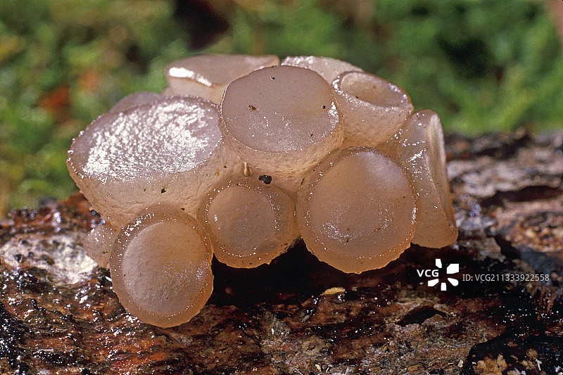 法国埃松省树皮上的山毛榉果冻盘图片素材
