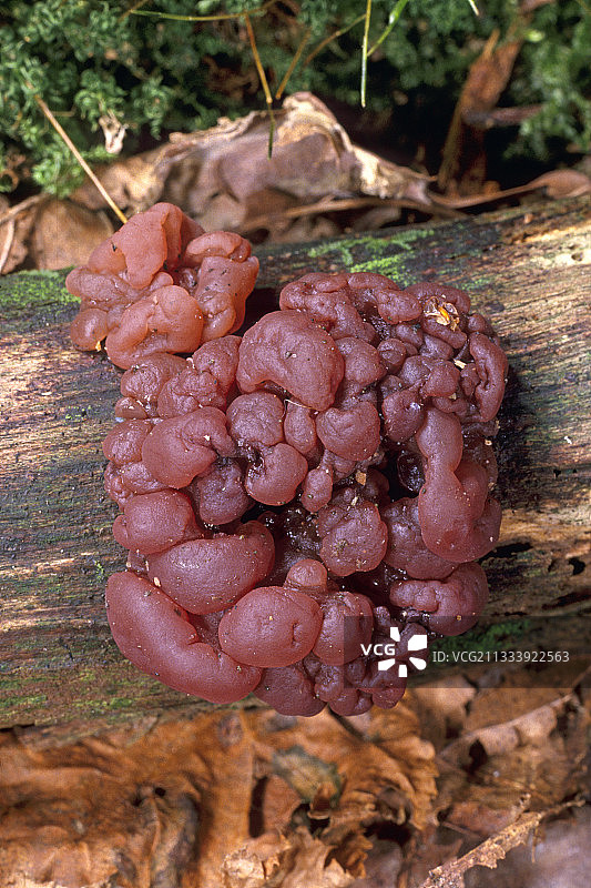 法国埃松省枯木上的山毛榉果冻盘菌图片素材