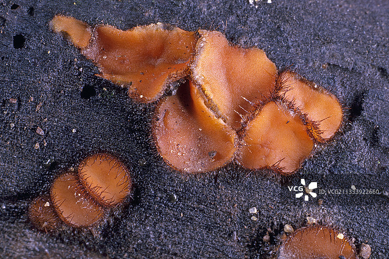 法国埃松省的常见睫毛图片素材