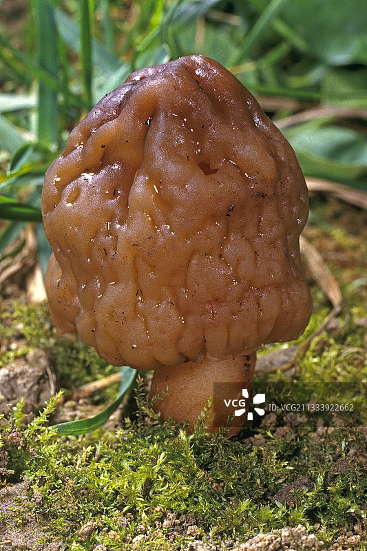 法国埃松省苔藓中的顶针莫雷尔图片素材