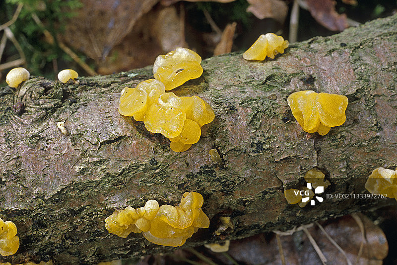 法国埃松省老树枝上的黄色脑状物图片素材