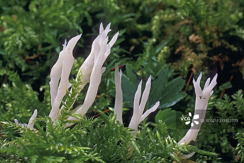 法国埃松省苔藓覆盖的褶皱球杆图片素材