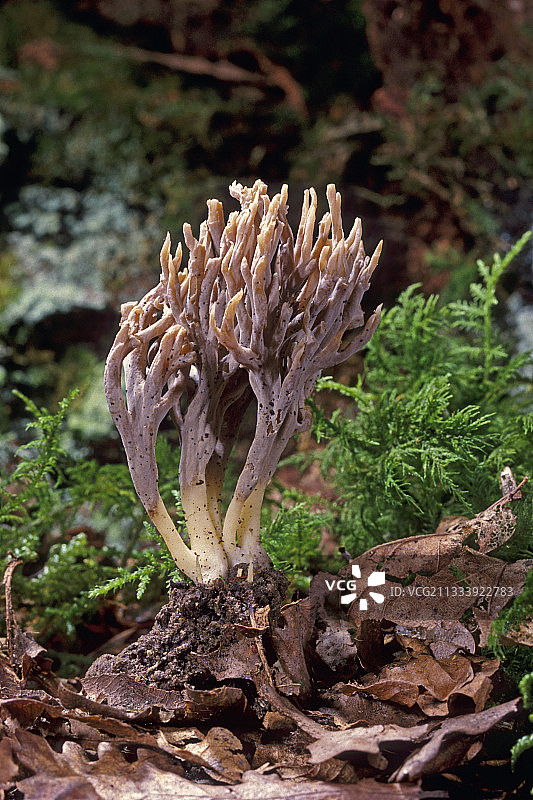 法国埃松省腐殖质中显现的灰色珊瑚图片素材