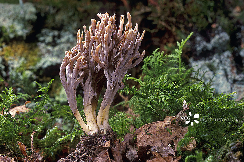 法国埃松省腐殖质中显现的灰色珊瑚图片素材