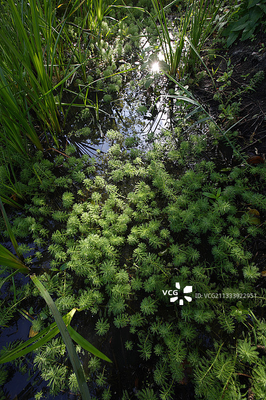 入侵Grand-Lieu湖的狐尾藻图片素材