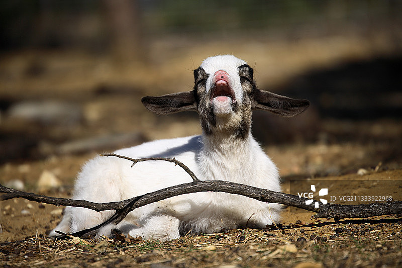 儿童在法国图片素材