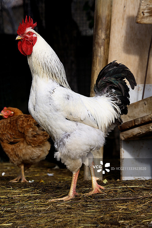 在法国农场里行走的公鸡图片素材