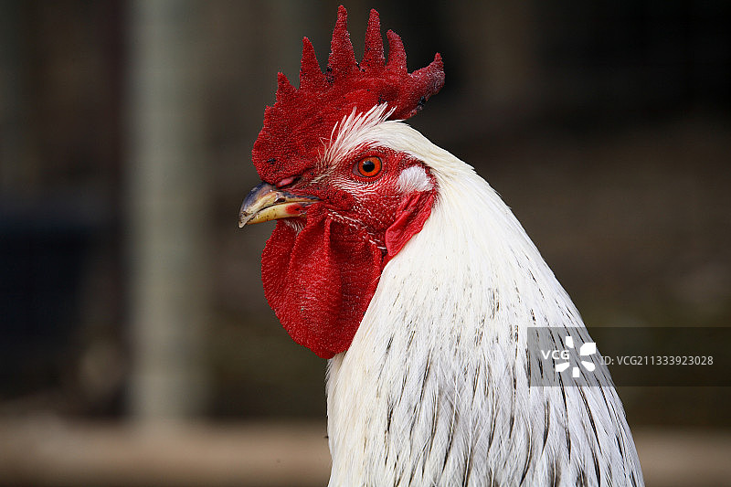 法国公鸡的肖像图片素材