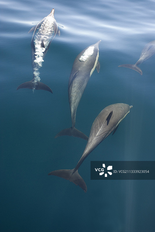 加利福尼亚湾各种呼气阶段的海豚图片素材