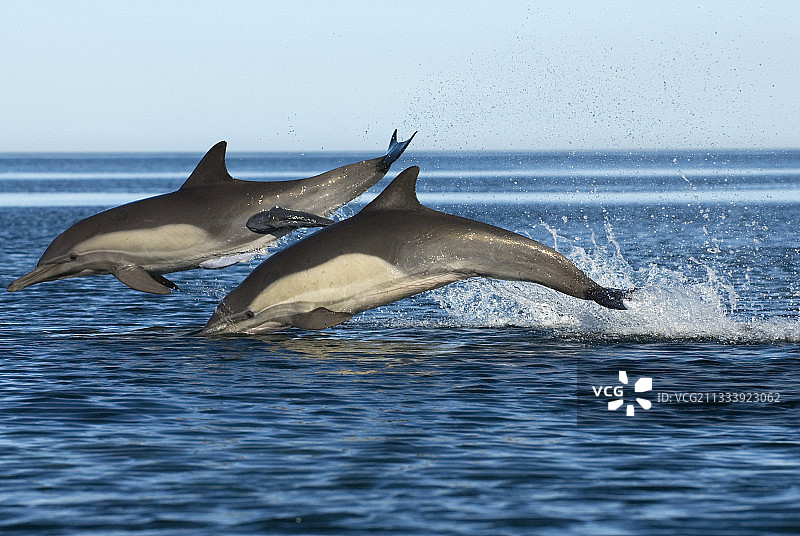 加利福尼亚湾，海豚与鮣鱼图片素材