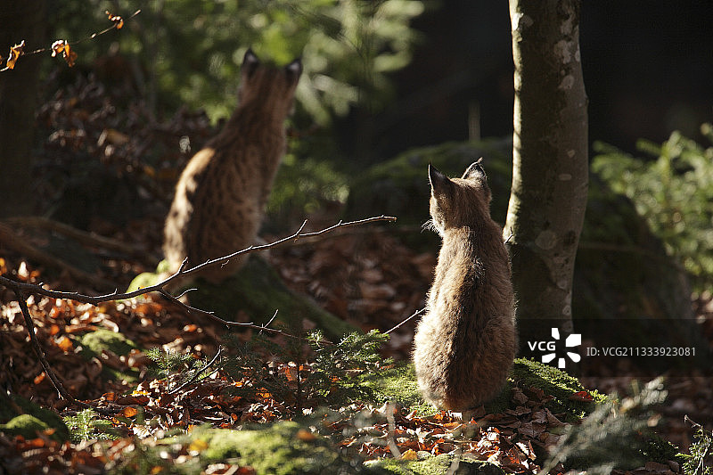 德国巴伐利亚森林国家公园遗址图片素材