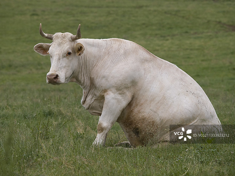 夏洛莱母牛坐在田野里图片素材