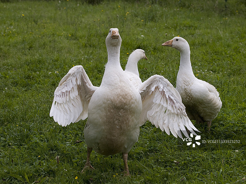 埃姆登赛跑图片素材